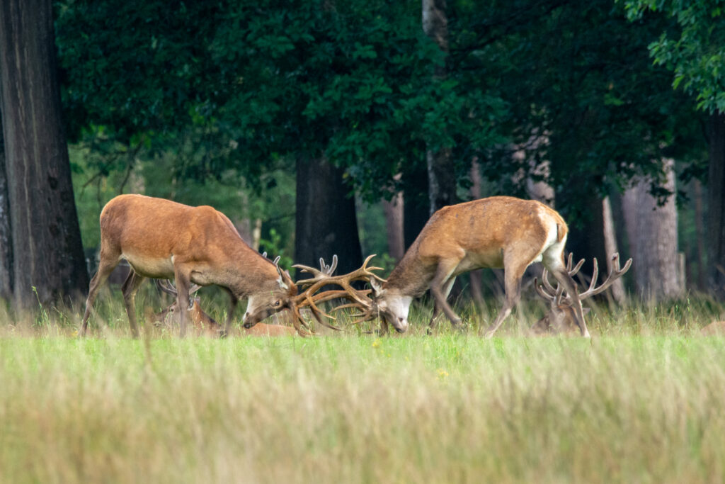Vechtende herten tijdens de bronst op nationaal park de hoge veluwe