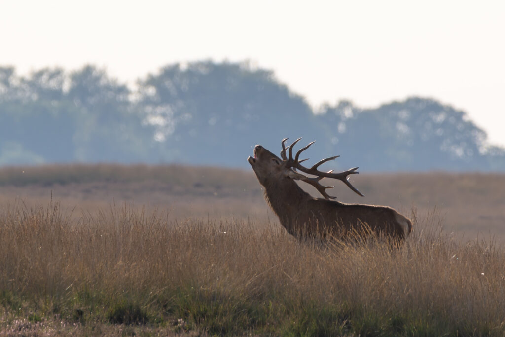 Burlend hert op nationaal park de hoge veluwe