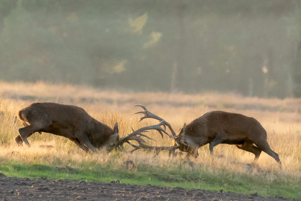Vechtende herten tijdens de bronst op nationaal park de hoge veluwe