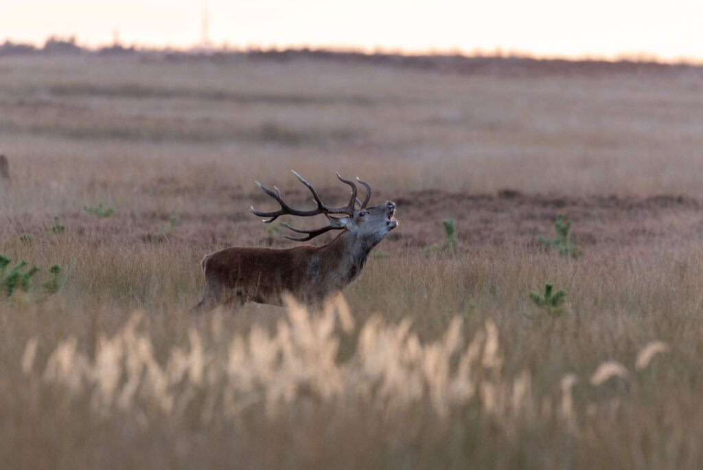 Burlend hert op nationaal park de hoge veluwe