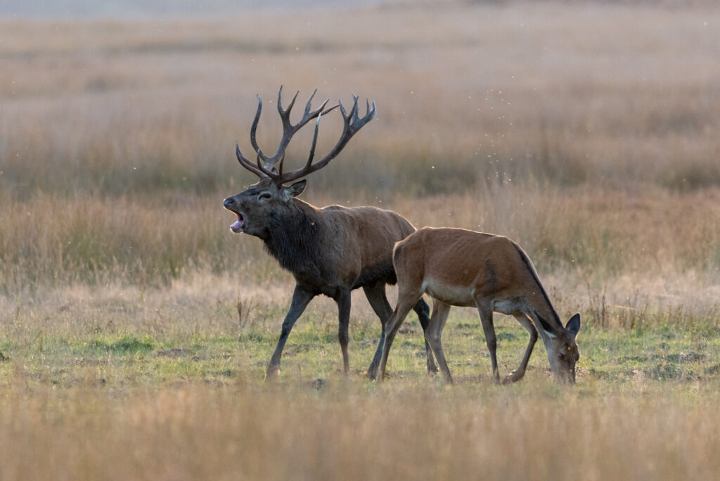Burlend hert naast een hinde op nationaal park de hoge veluwe