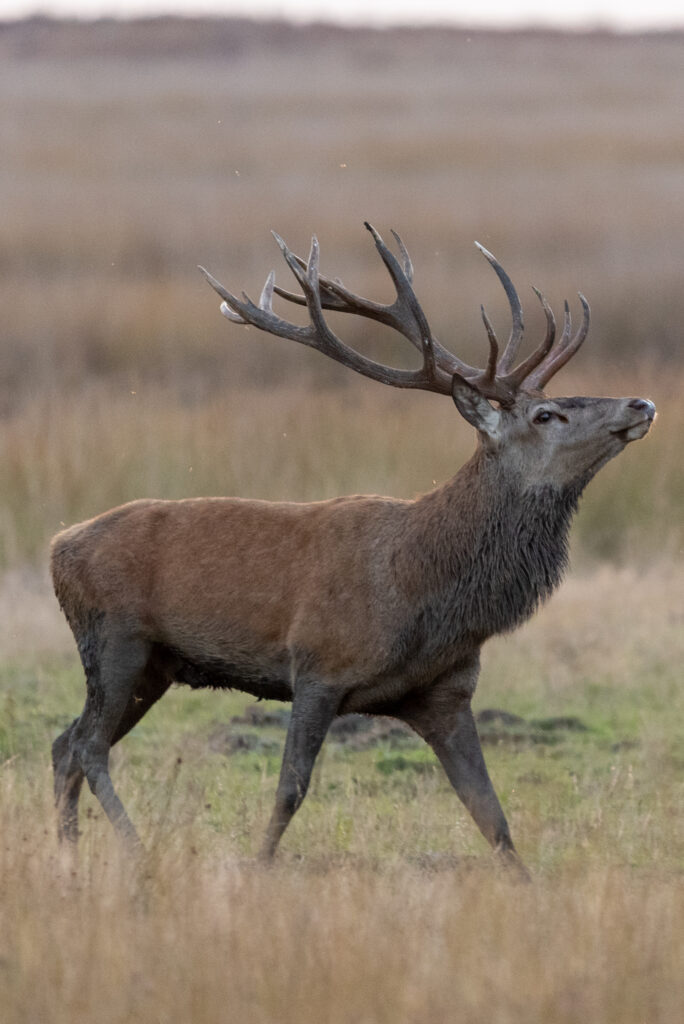Massief volwassen hert tijdens de bronst op nationaal park de hoge veluwe