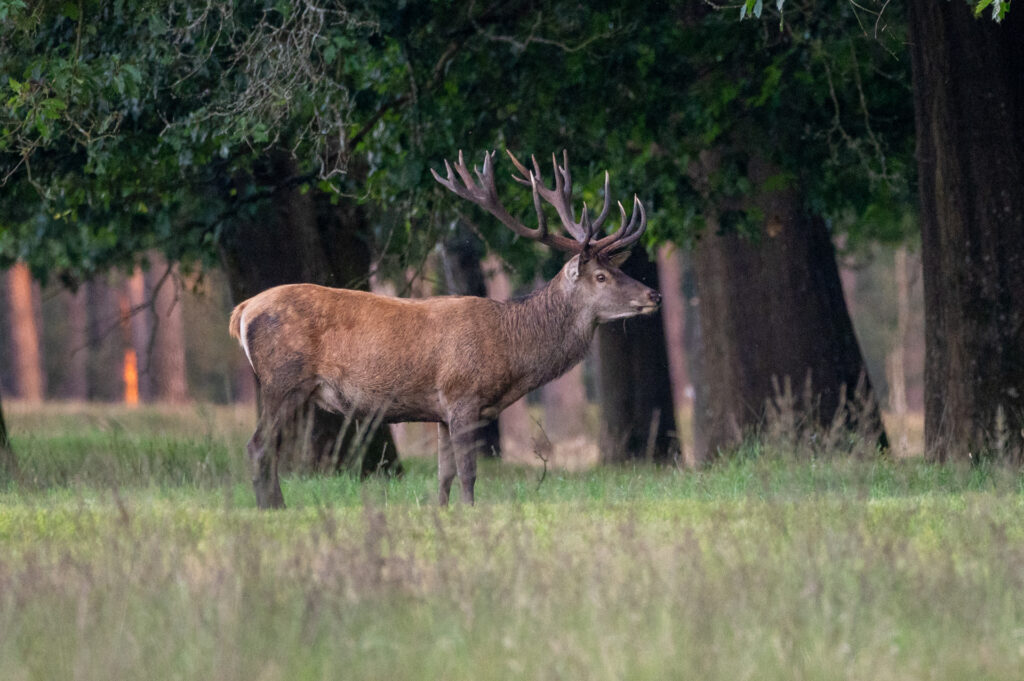 Massief volwassen hert tijdens de bronst op nationaal park de hoge veluwe