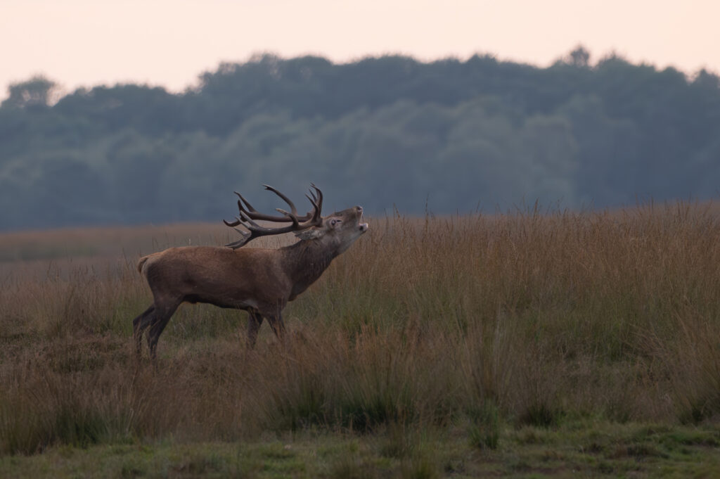 Burlend hert op nationaal park de hoge veluwe