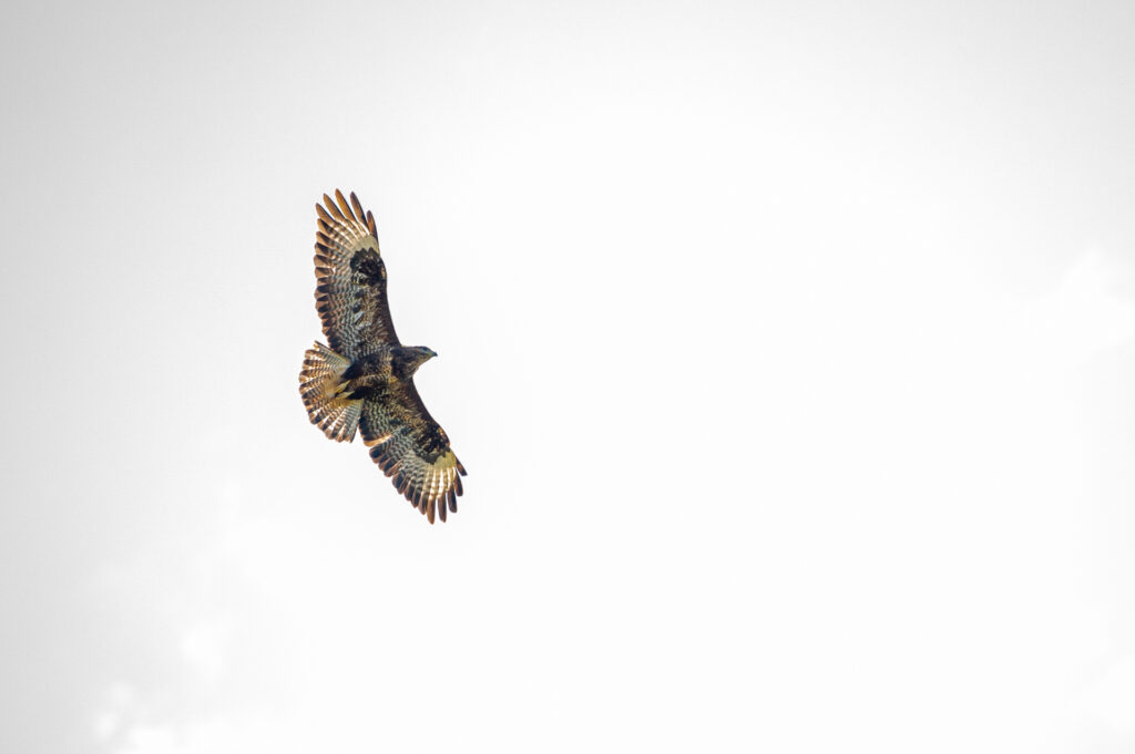 Buizerd tegen heldere hemel op de Veluwe