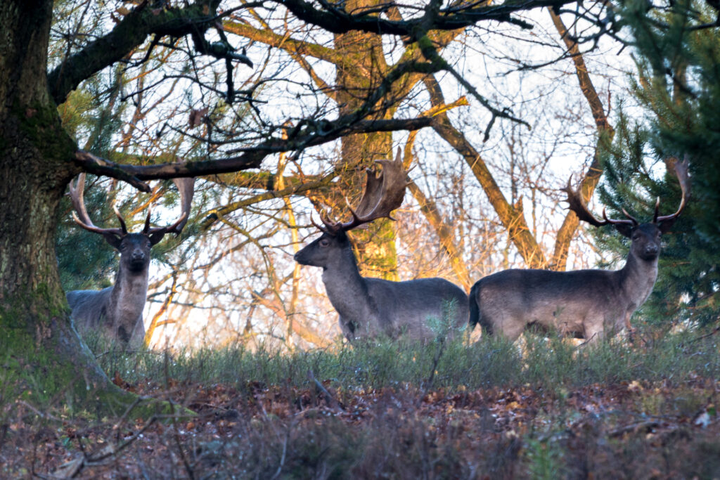 Groepje damherten op een heuvel in nationaal park de veluwezoom