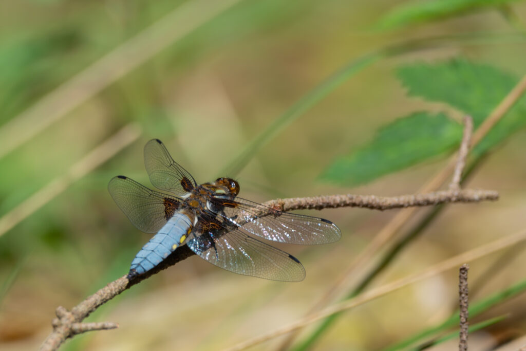 Macro foto van een platbuik libelle op een tak 