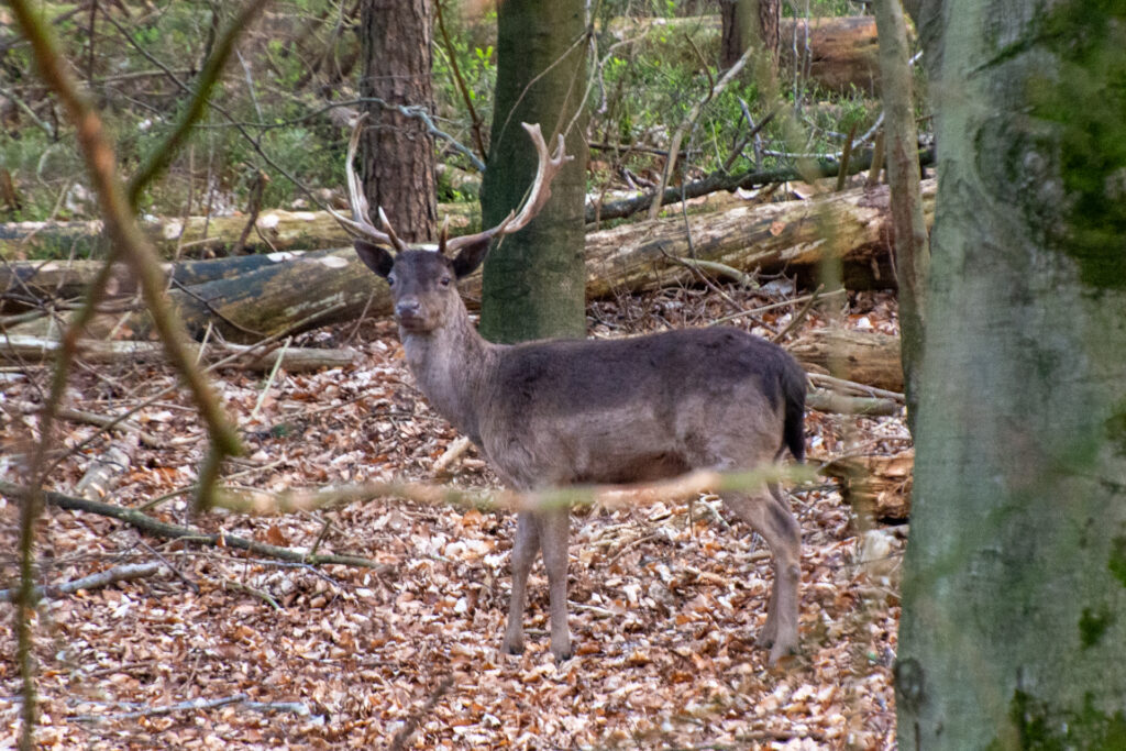 Damhert in nationaal park de veluwezoom