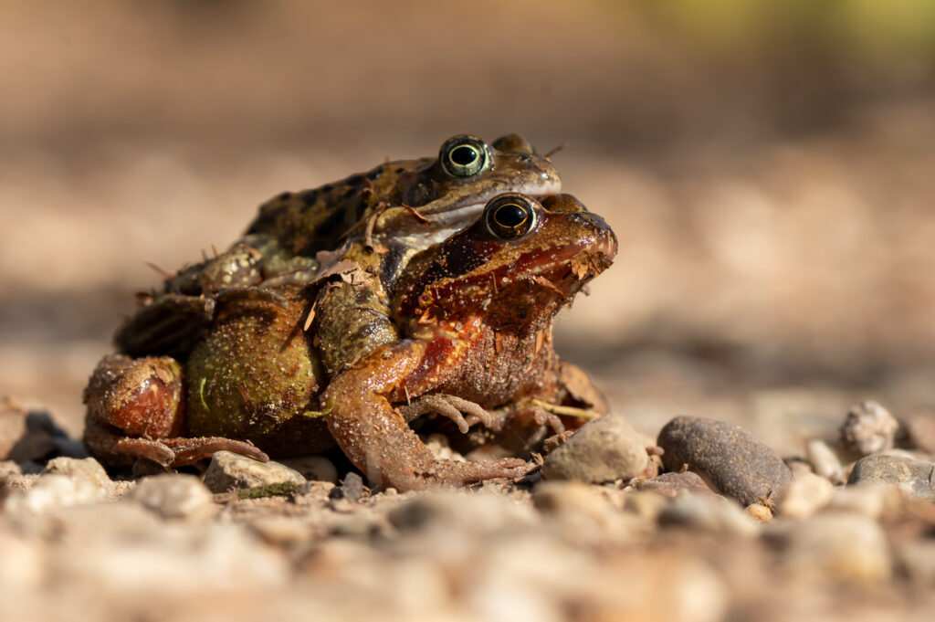 Bruine kikker broedseizoen
