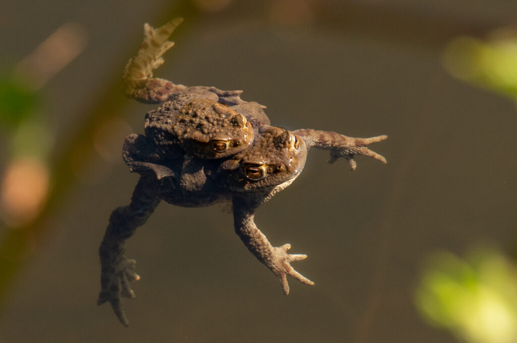 Bruine kikker broedseizoen