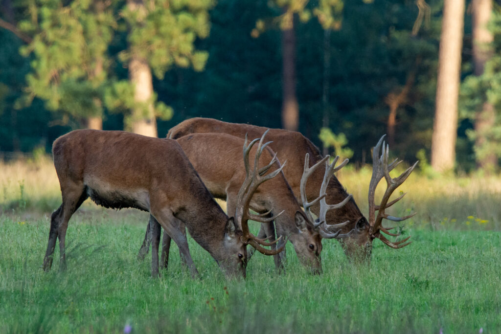 Drie herten die synchroon naast elkaar gras eten op nationaal park de hoge veluwe