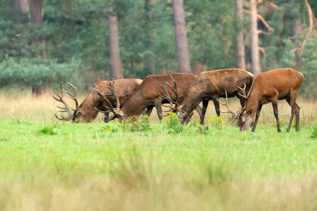 Vier herten die synchroon naast elkaar gras eten op nationaal park de hoge veluwe
