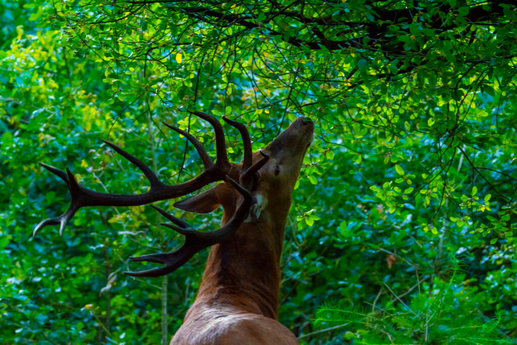 close-up van een hert dat blaadjes eet van een boom