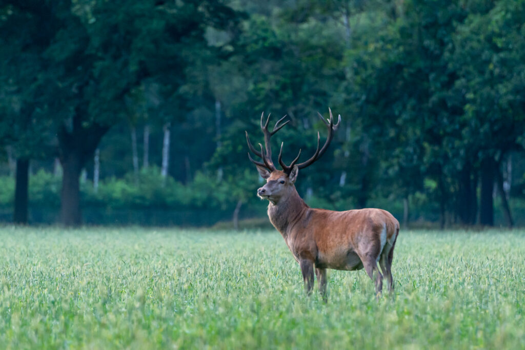Groot hert met groot gewei in het gras op nationaal park de hoge veluwe