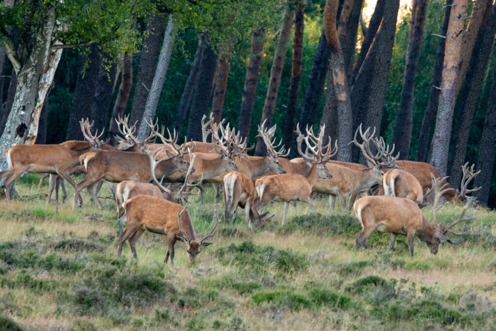 Grote groep herten op nationaal park de hoge veluwe
