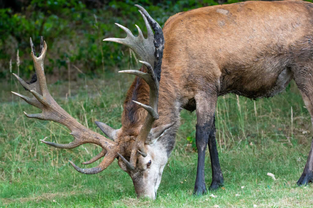 Close-up van Hubertus, een iconisch hert, die in 2021 werd gevorkeld