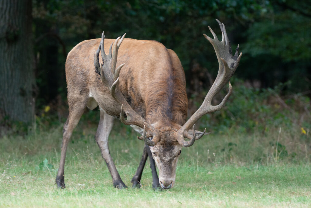 Close-up van Hubertus, een iconisch hert, die in 2021 werd gevorkeld