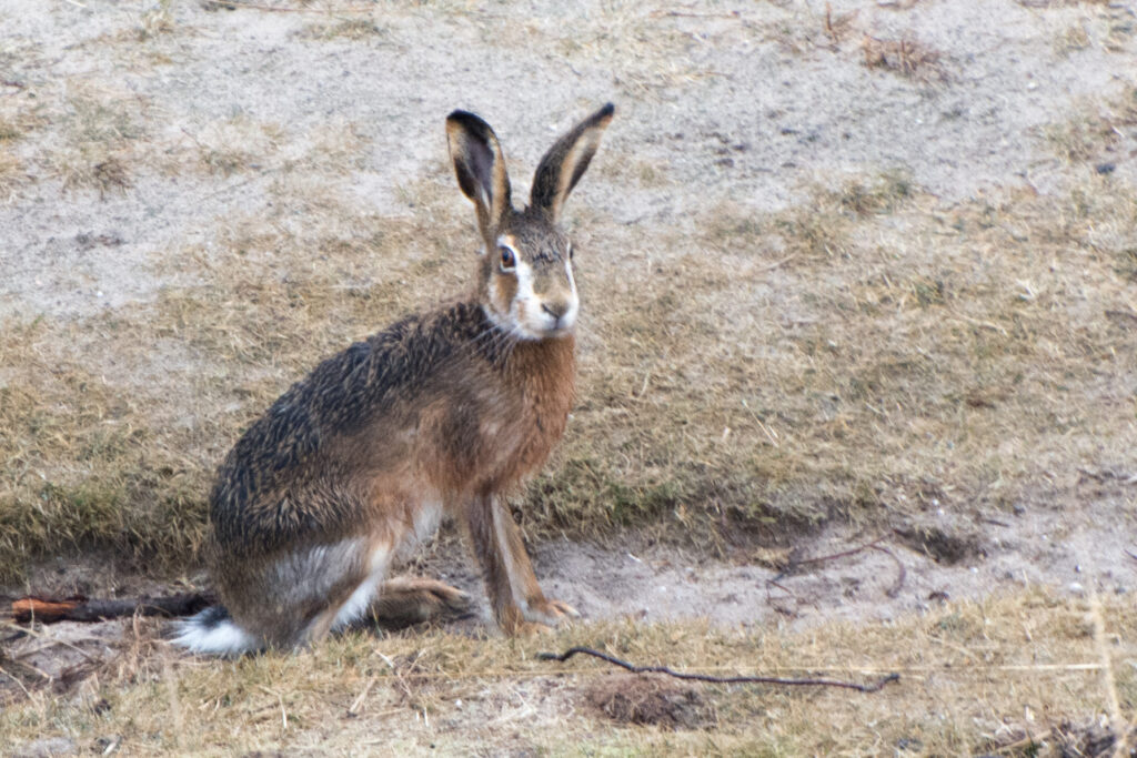 Grote haas op de posbank veluwe