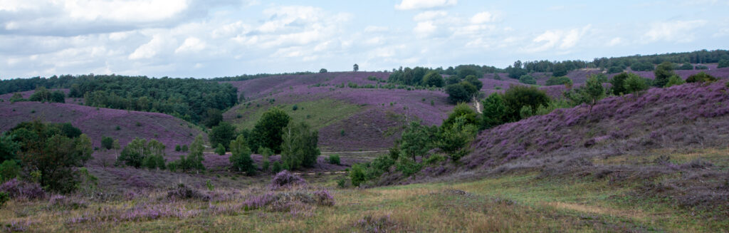 Paarse heide op de Posbank