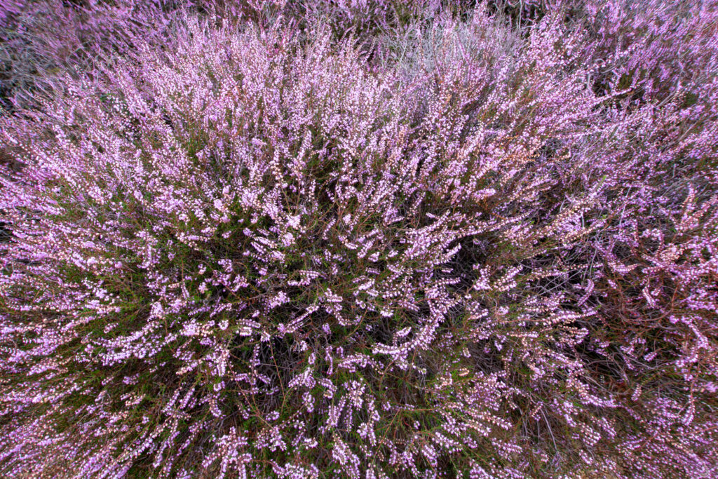 Paarse heide plant