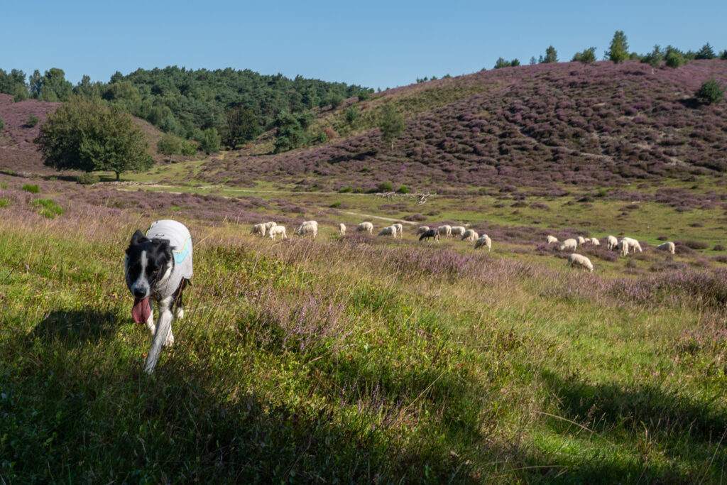 Kudde schapen en herdershond tussen de paarse heide op de Posbank