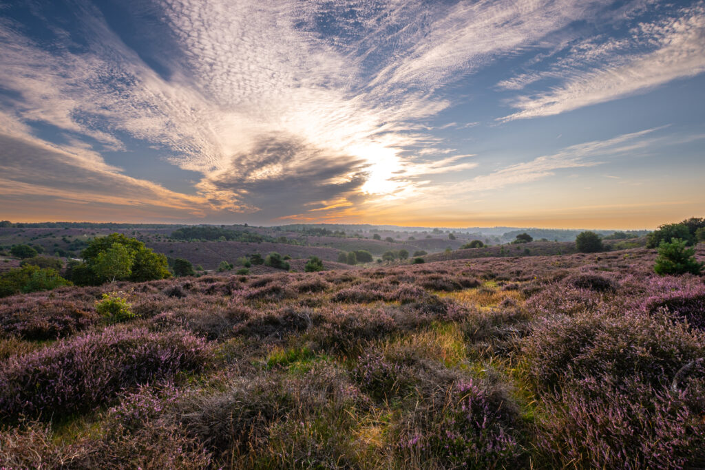 Paarse heide bij zonsondergang op de Posbank Veluwe