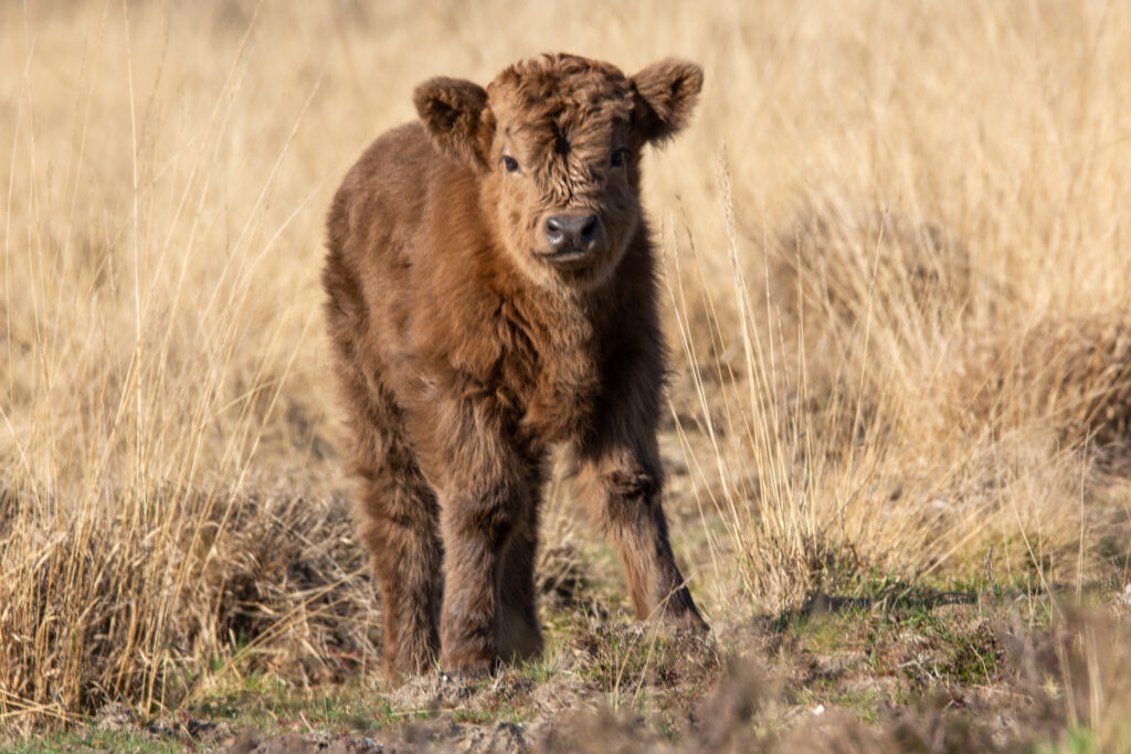 Oog in oog met een een schotse hooglander kalf 