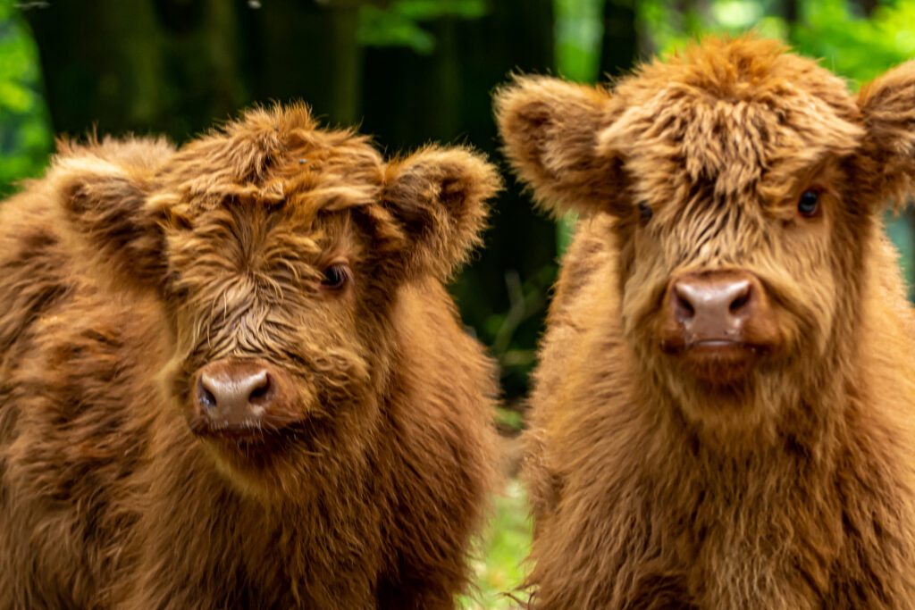 Oog in oog met twee schotse hooglander kalveren