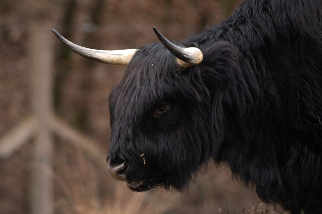 Portretfoto van zwarte Schotse Hooglander met grote horens op de Veluwe