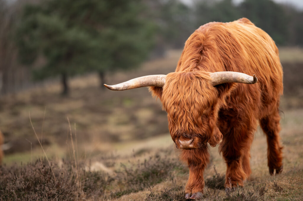 Portretfoto van Schotse Hooglander met grote horens op de Veluwe