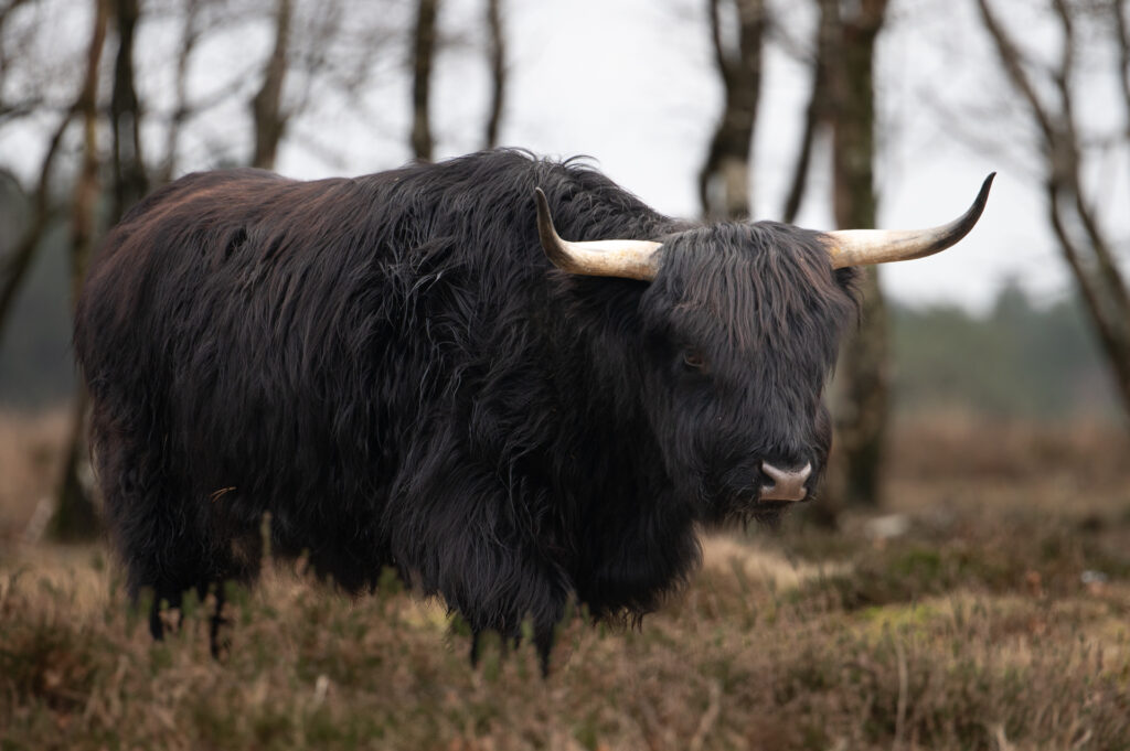 Foto van massieve zwarte Schotse Hooglander met grote horens op de Veluwe