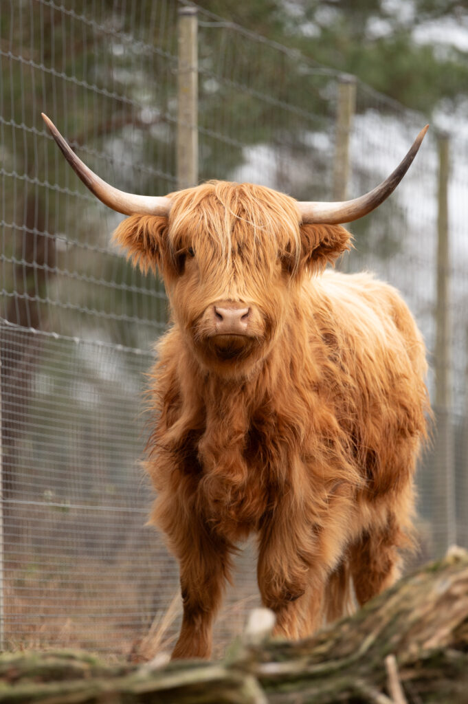 Portretfoto van jongs Schotse Hooglander met grote horens op de Veluwe