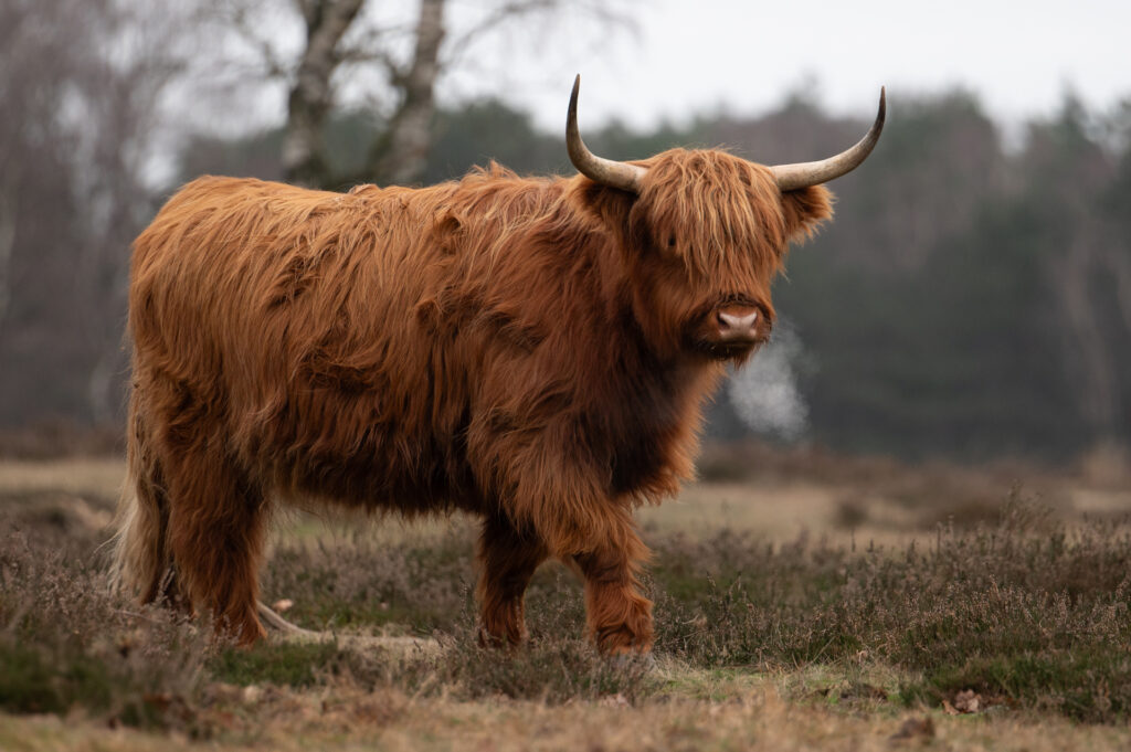 Foto van Schotse Hooglander met grote horens op de Veluwe