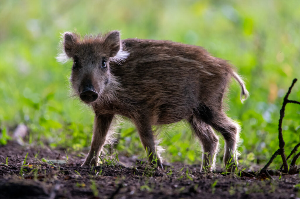 Oog in oog met een big met pyjama streepjes 