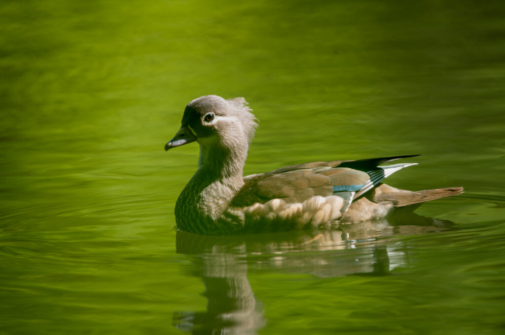 Vrouwtjes Mandarijneend op het water