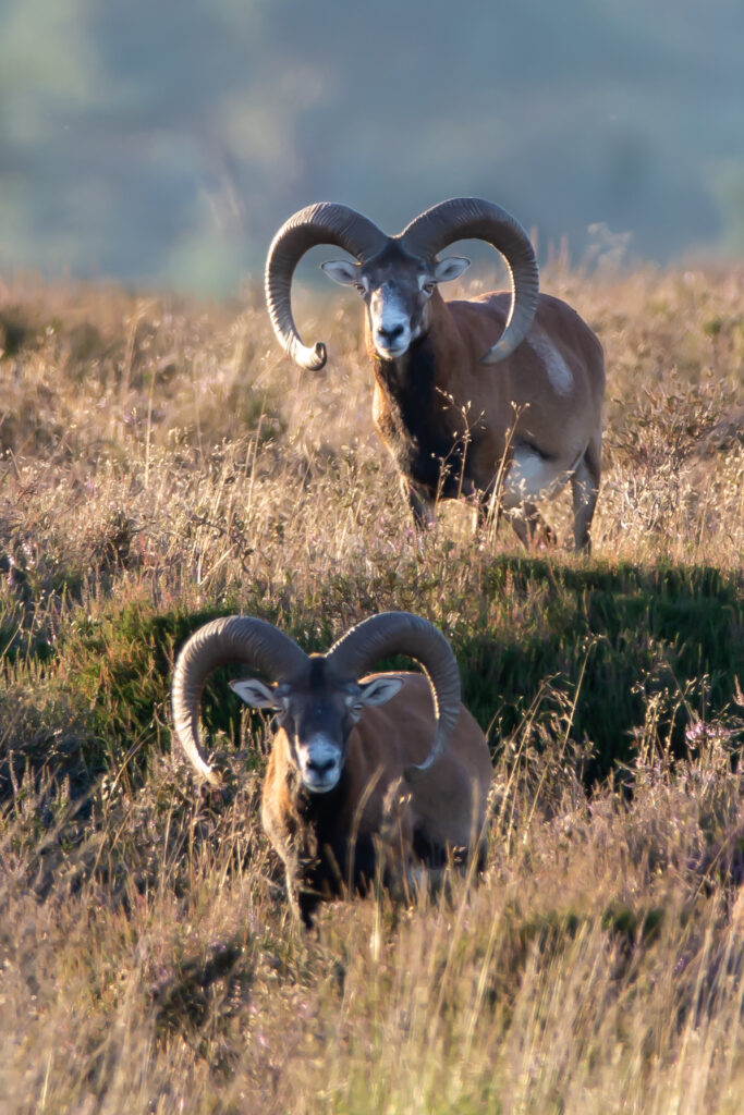 Oog in oog met twee moeflon schapen op nationaal park de hoge veluwe