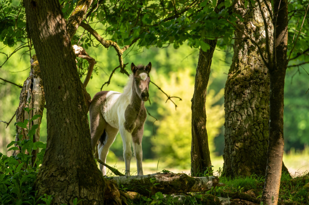 Mooi bruin en wit veulen tussen de bomen op de veluwe 