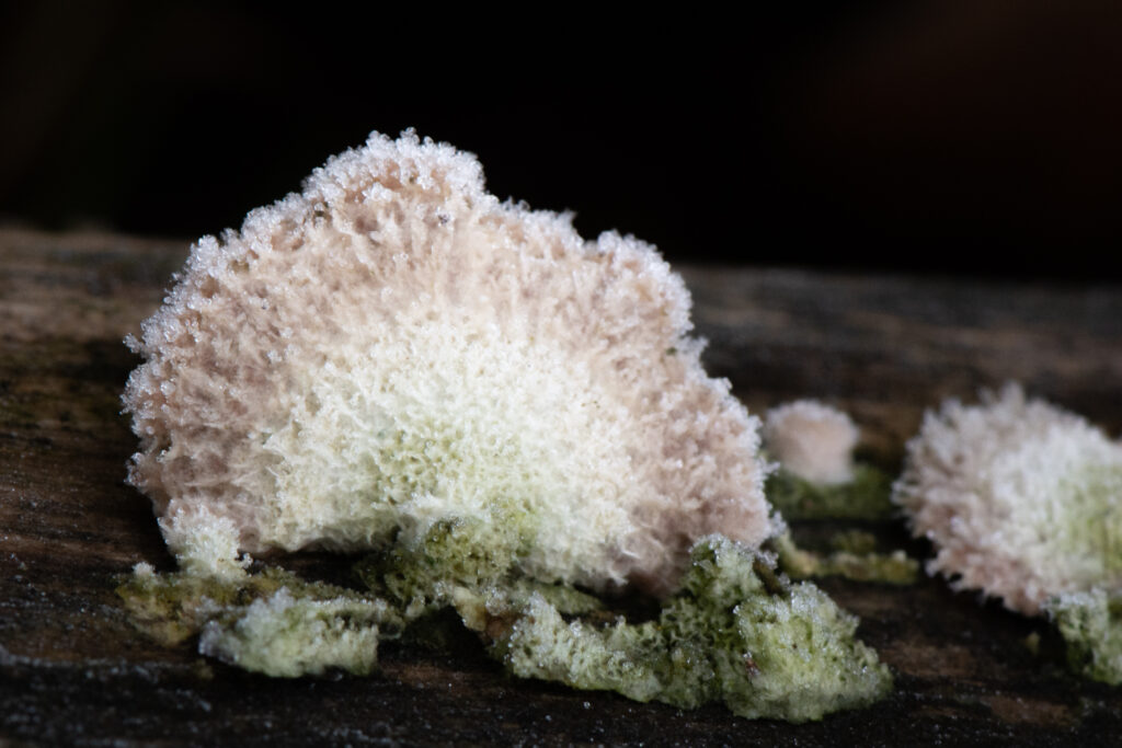 Close-up van een waaiertje