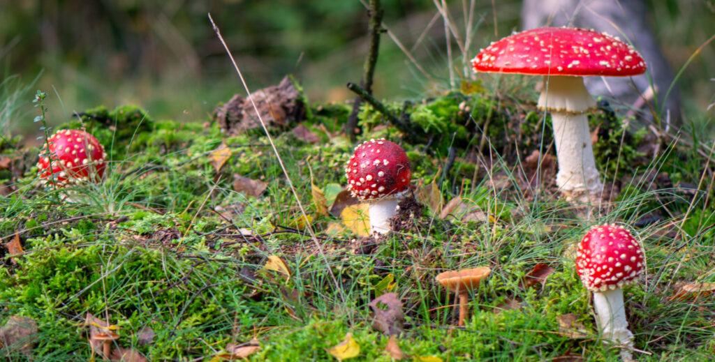 Macrofoto van een groepje vliegenzwammen