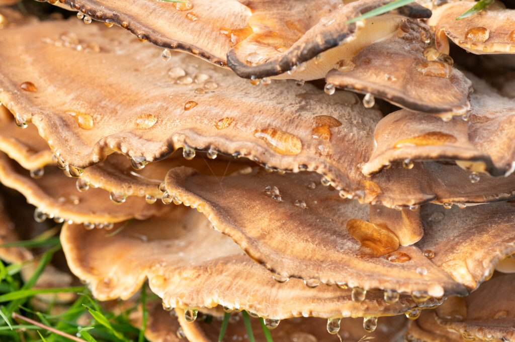Close-up van een valse teervlekkenzwam