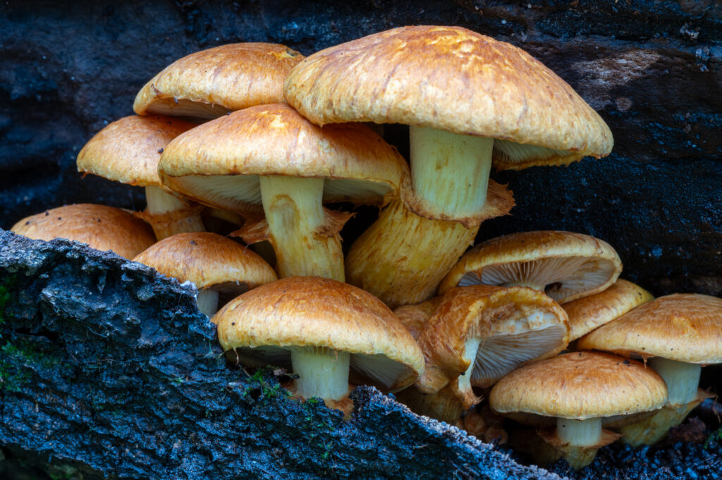 Macrofoto van een groepje prachtvlamhoed