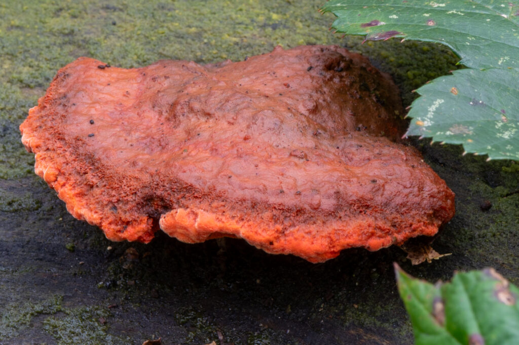 Close-up van een Vermiljoenhoutzwam