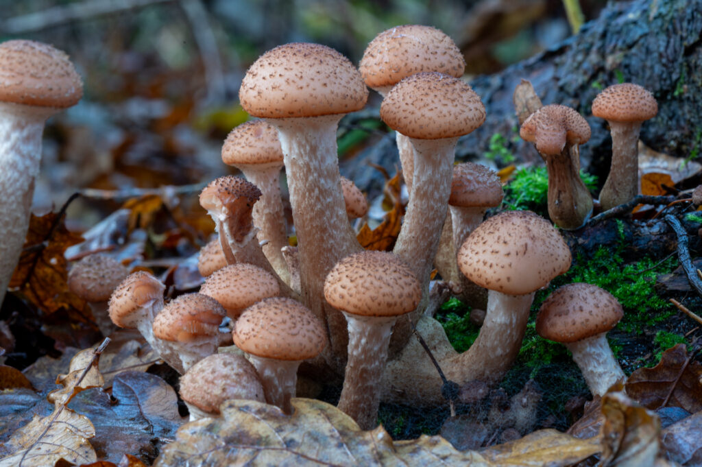 Macrofoto van een groepje schubbige bundelzwammen