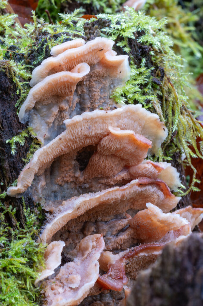 Close-up van een Spekzwoerdzwam