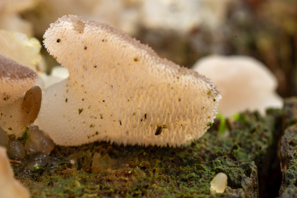 Close-up van een Stekeltrilzwam