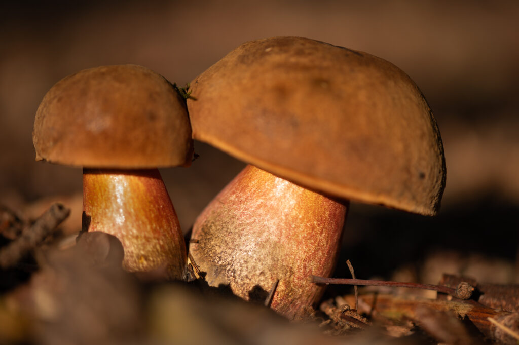 Macrofoto van een groepje heksenboleten