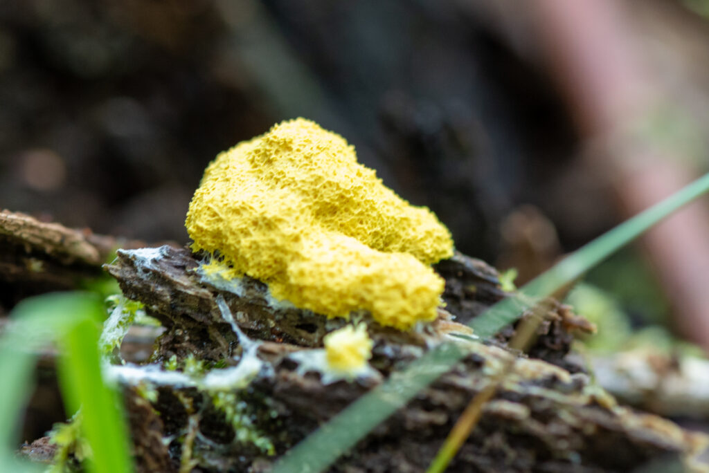 Macrofoto van heksenboter op een stam