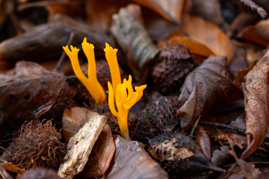 Macrofoto van een grote gele koraalzwam op een stam