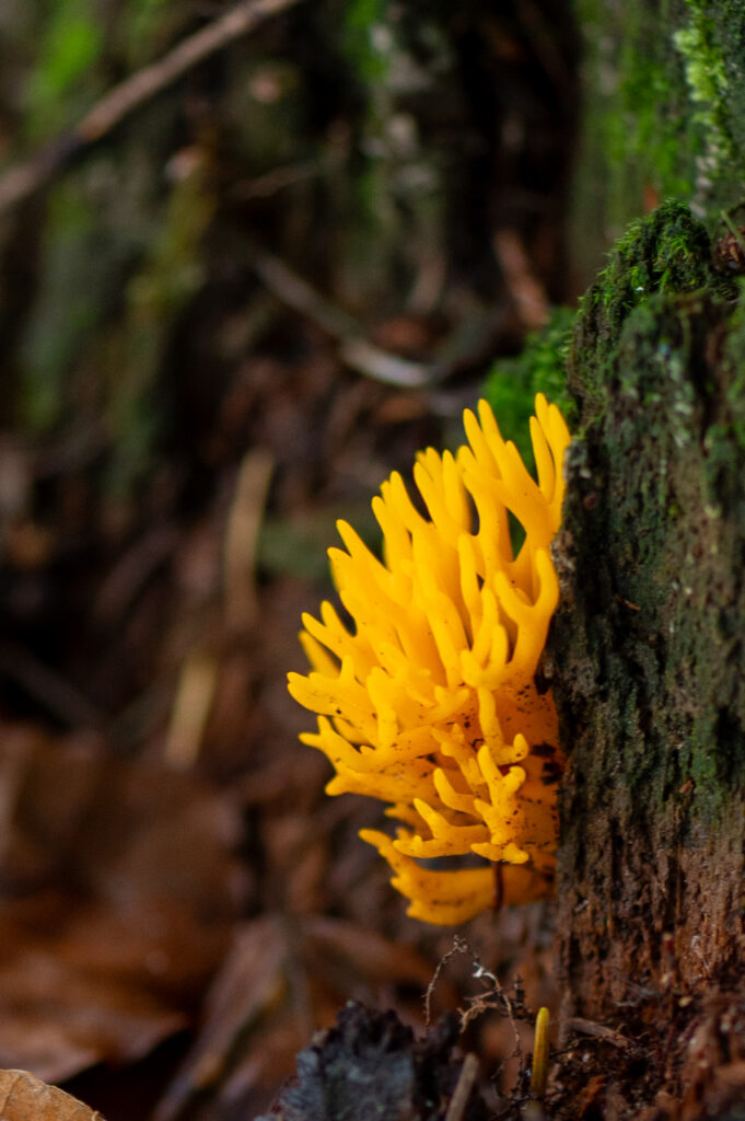 Macrofoto van een grote gele koraalzwam op een stam