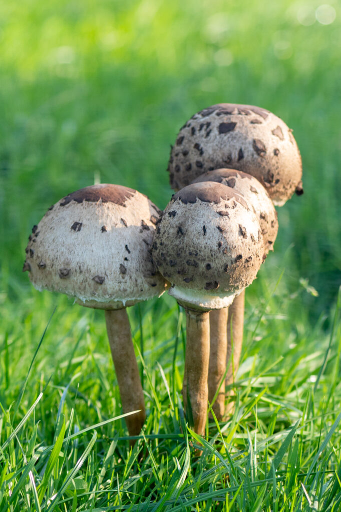 Macrofoto van een groepje grote parasolzwammen